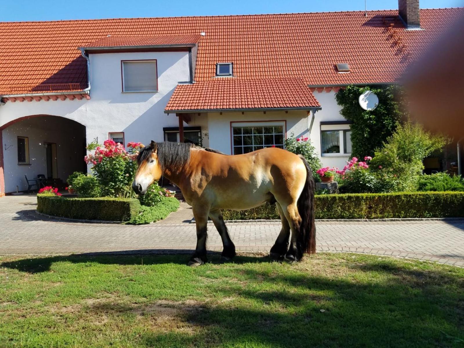 Top-Moderne Ferienwohnung Und Apartments Auf Frueherem Wunderschoenen Bauernhof Im Elbe-Elster-Kreis In Brandenburg Bei Herzberg-Elster, Schoenewalde, Holzdorf Dış mekan fotoğraf